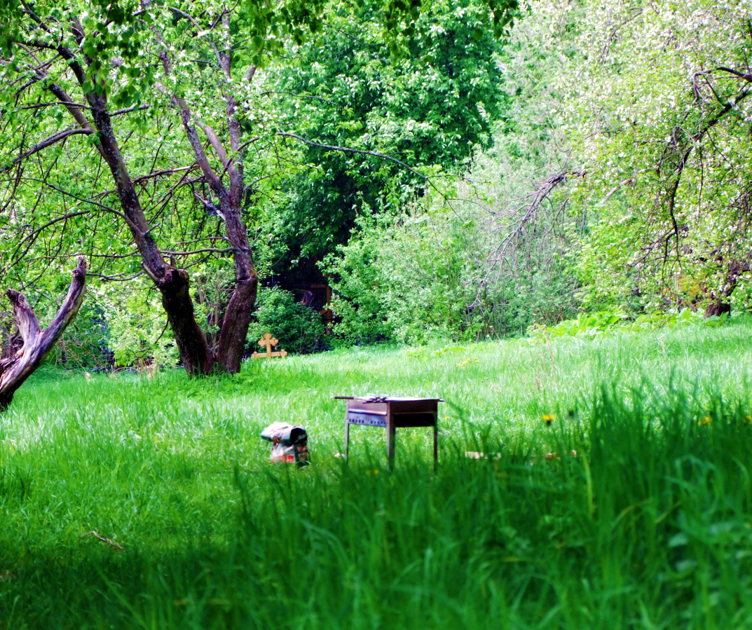 Пикник в лесу фото весной